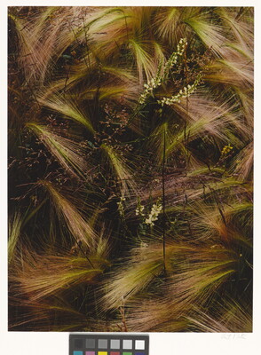A color photograph of bunches of wispy pink, white, and green grasses growing next to several tiny conical white flowers.