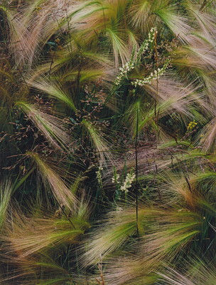 A color photograph of bunches of wispy pink, white, and green grasses growing next to several tiny conical white flowers.