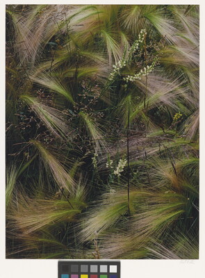 A color photograph of bunches of wispy pink, white, and green grasses growing next to several tiny conical white flowers.