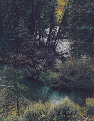 A color photograph of a river or stream running though a pine forest as seen from above.