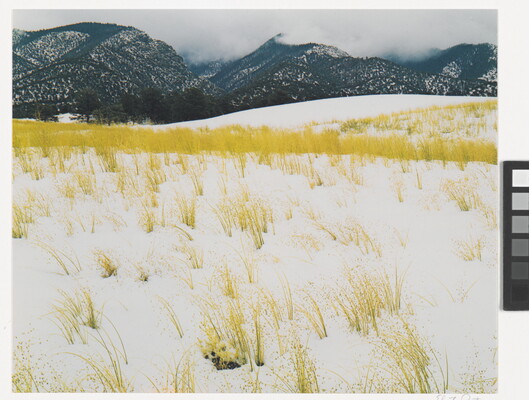 A color photograph of yellow grass stems poking out of snow and mist-covered mountains in the background.