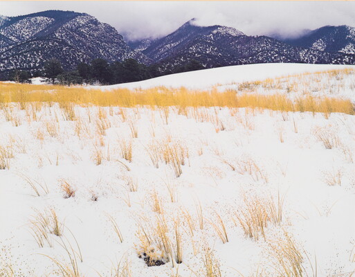 A color photograph of yellow grass stems poking out of snow and mist-covered mountains in the background.