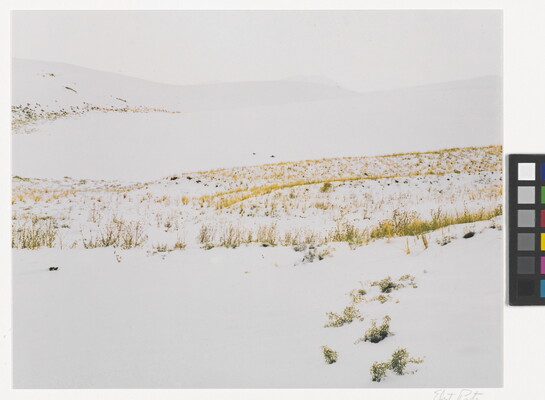 A color photograph of yellow and brown grass poking up from snow-covered hills.
