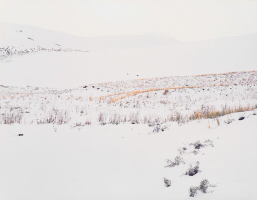 A color photograph of yellow and brown grass poking up from snow-covered hills.