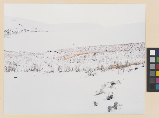 A color photograph of yellow and brown grass poking up from snow-covered hills.