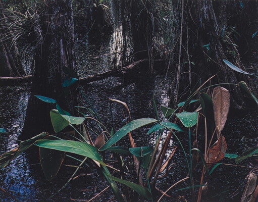 A color photograph of a swamp with green and brown plants in the foreground and tree trunks in the background.