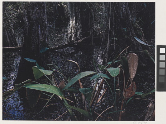A color photograph of a swamp with green and brown plants in the foreground and tree trunks in the background.