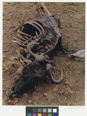 A color photograph of a dead wildebeest, ribcage exposed, laying in the dirt.