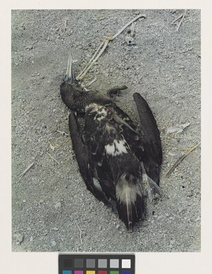 A color photograph of a dead, dark-feathered bird laying in the dirt with two small lizards crawling over and under its body.