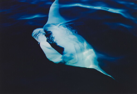 A color photograph of a large stingray breaking the surface of dark ocean water.