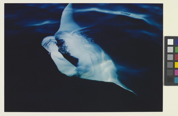 A color photograph of a large stingray breaking the surface of dark ocean water.