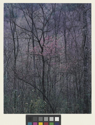 A color photograph of a densely wooded and bare trees, except for one tree in the center with pink blossoms.