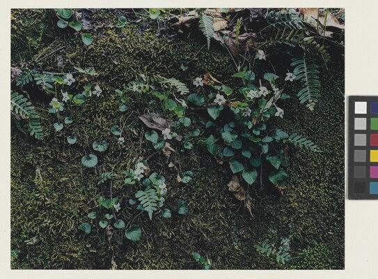 A close-up color photograph of green moss partially covered by white flowers, green plants, and a few dead leaves.