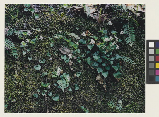 A close-up color photograph of green moss partially covered by white flowers, green plants, and a few dead leaves.