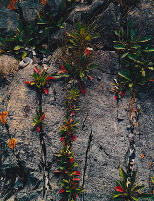 A close-up color photograph of a gray rock with trails of green and red-leaved plants growing from its cracks.