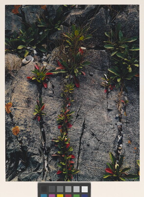 A close-up color photograph of a gray rock with trails of green and red-leaved plants growing from its cracks.