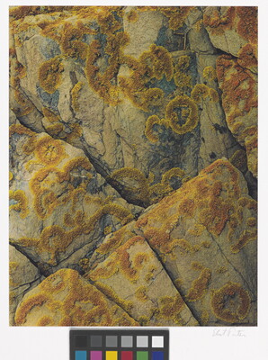 A color close-up photograph of orange-yellow lichen growing in circular patterns on light-colored rocks with cracks.