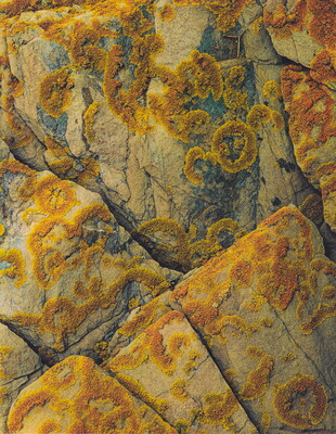 A color close-up photograph of orange-yellow lichen growing in circular patterns on light-colored rocks with cracks.