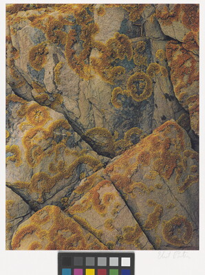 A color close-up photograph of orange-yellow lichen growing in circular patterns on light-colored rocks with cracks.