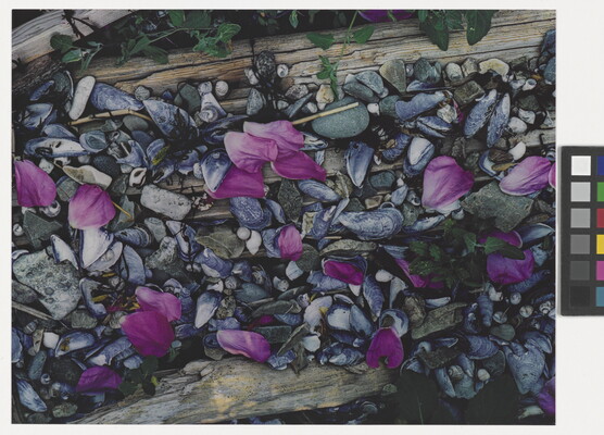 A color photograph of pink flower petals scattered among gray and white beach pebbles, mussel shells, seashells, and driftwood.