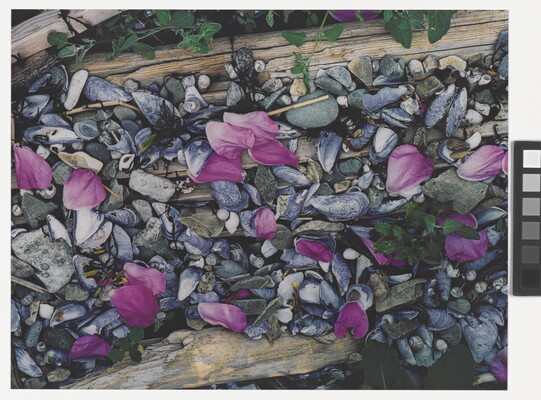 A color photograph of pink flower petals scattered among gray and white beach pebbles, mussel shells, seashells, and driftwood.