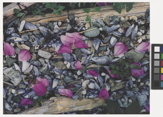 A color photograph of pink flower petals scattered among gray and white beach pebbles, mussel shells, seashells, and driftwood.
