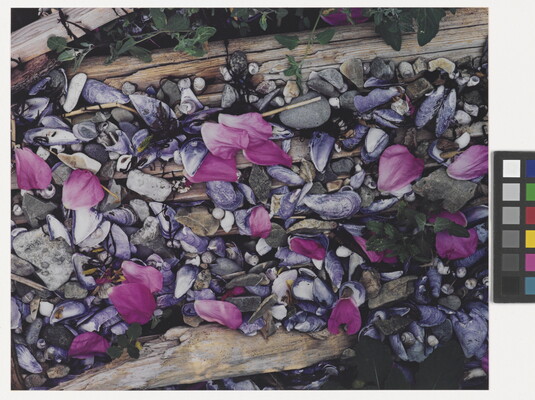 A color photograph of pink flower petals scattered among gray and white beach pebbles, mussel shells, seashells, and driftwood.