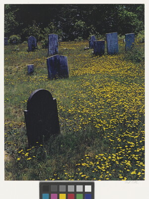 A color photograph of tombstones in a cemetery filled with yellow wildflowers.