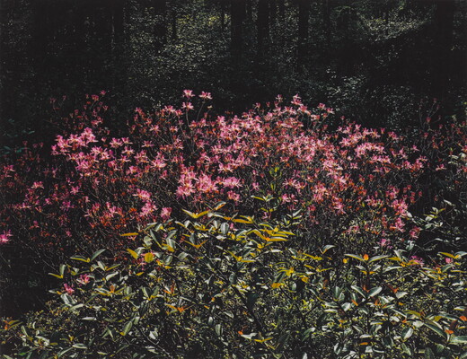 A color photograph of many pink flowers growing behind leafy green plants.