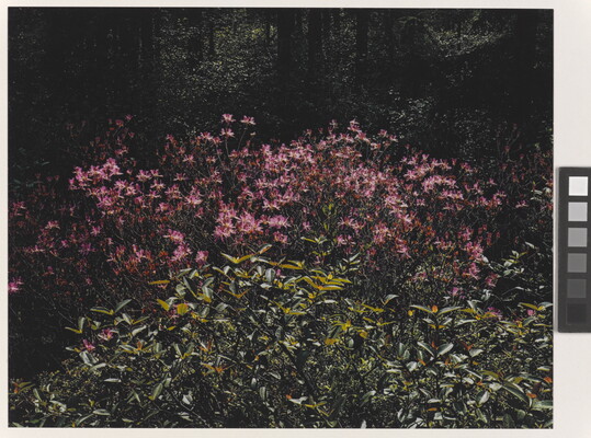 A color photograph of many pink flowers growing behind leafy green plants.
