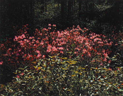A color photograph of many pink flowers growing behind leafy green plants.