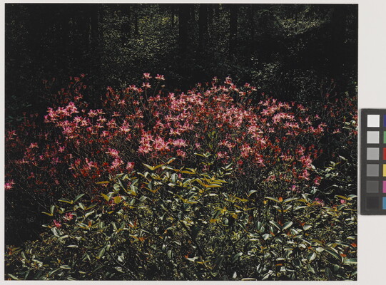 A color photograph of many pink flowers growing behind leafy green plants.