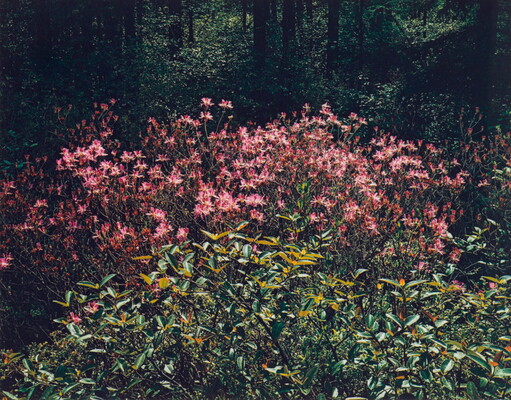 A color photograph of many pink flowers growing behind leafy green plants.