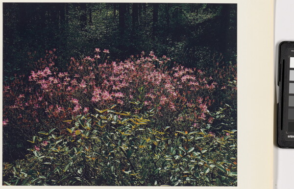 A color photograph of many pink flowers growing behind leafy green plants.