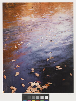 A color photograph of water reflecting autumn trees and with fall-colored leaves floating on top.