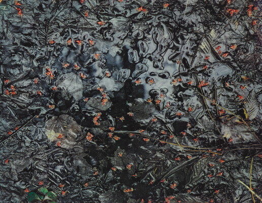A color photograph of small red flower buds, leaves, and stems in a dark pool of water that reflects the light.