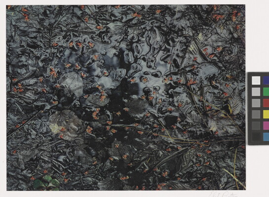 A color photograph of small red flower buds, leaves, and stems in a dark pool of water that reflects the light.