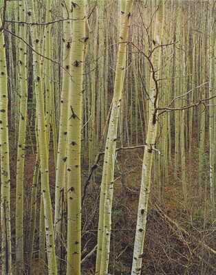 A color photograph of a forest of thin trees with white bark.