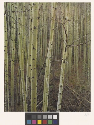 A color photograph of a forest of thin trees with white bark.