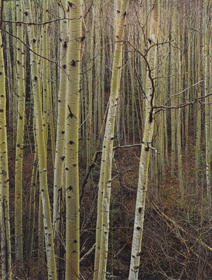 A color photograph of a forest of thin trees with white bark.