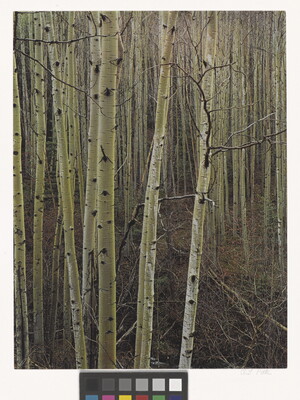 A color photograph of a forest of thin trees with white bark.