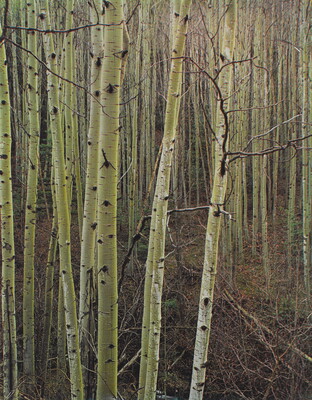 A color photograph of a forest of thin trees with white bark.