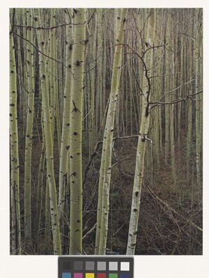 A color photograph of a forest of thin trees with white bark.