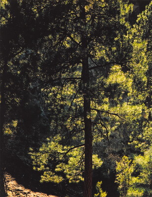 A color photograph of a dark silhouette of a tall pine tree in a green forest.