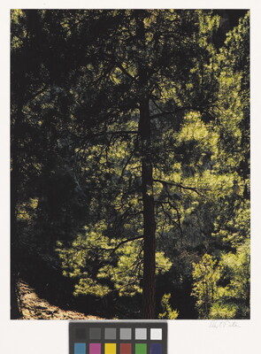 A color photograph of a dark silhouette of a tall pine tree in a green forest.