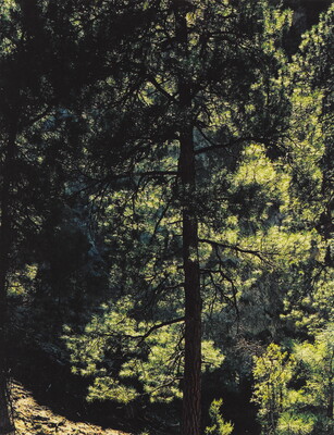 A color photograph of a dark silhouette of a tall pine tree in a green forest.