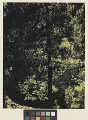 A color photograph of a dark silhouette of a tall pine tree in a green forest.
