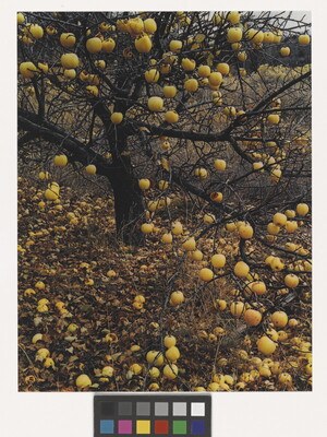 A color photograph of a leafless apple tree with yellow apples hanging from the limbs and scattered all over the ground.