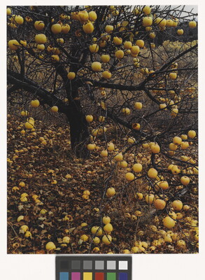 A color photograph of a leafless apple tree with yellow apples hanging from the limbs and scattered all over the ground.