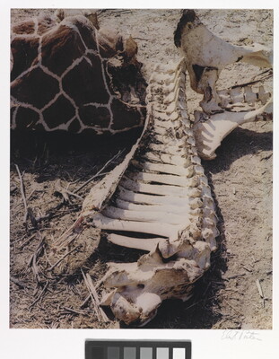 A color photograph of a dead giraffe with exposed neck vertebrae.